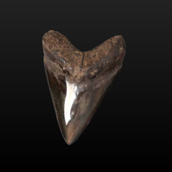 メガドロンの歯化石 Mサイズ