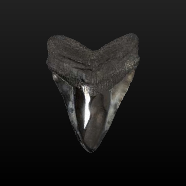 メガドロンの歯化石 Lサイズ
