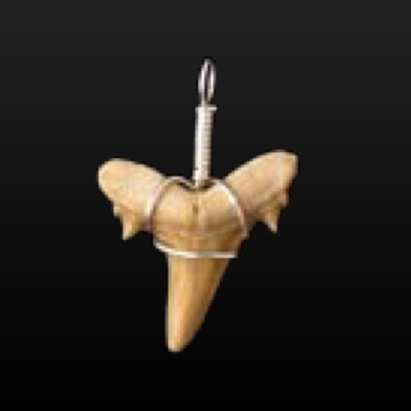 シロワニの歯化石ペンダント