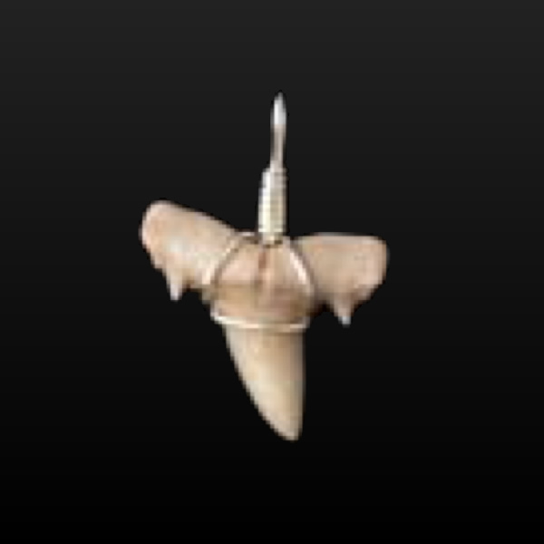 シロワニの歯化石 ペンダント