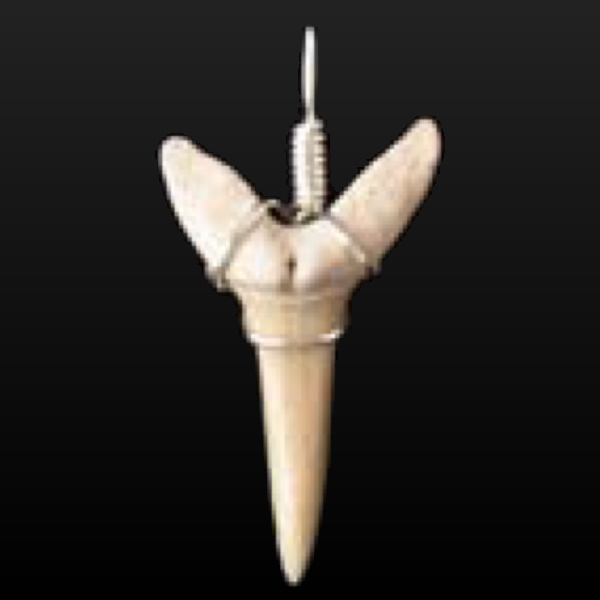 シロワニの歯化石ペンダント